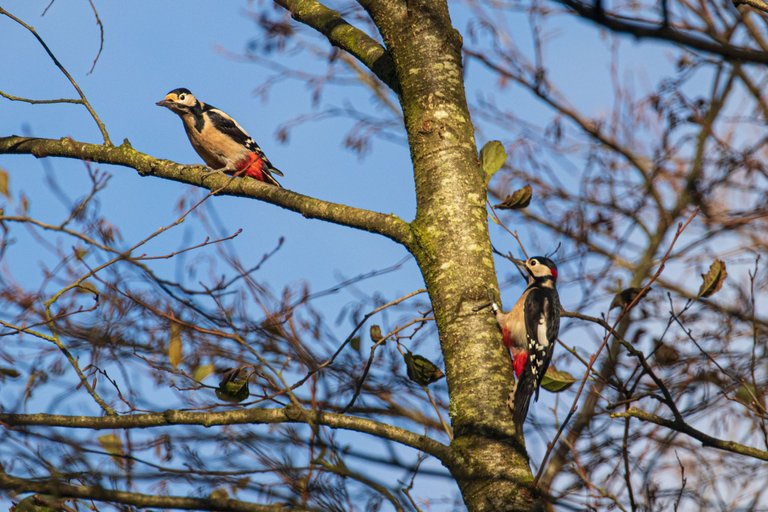 4th November 2022_ Great Spotted Woodpecker_ Watch Tree Nature Reserve_ 03.jpg