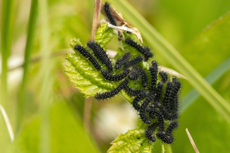 28th May 2023 _Marsh Fritillary Caterpillar  _Chamber's Farm Woods _02.jpeg