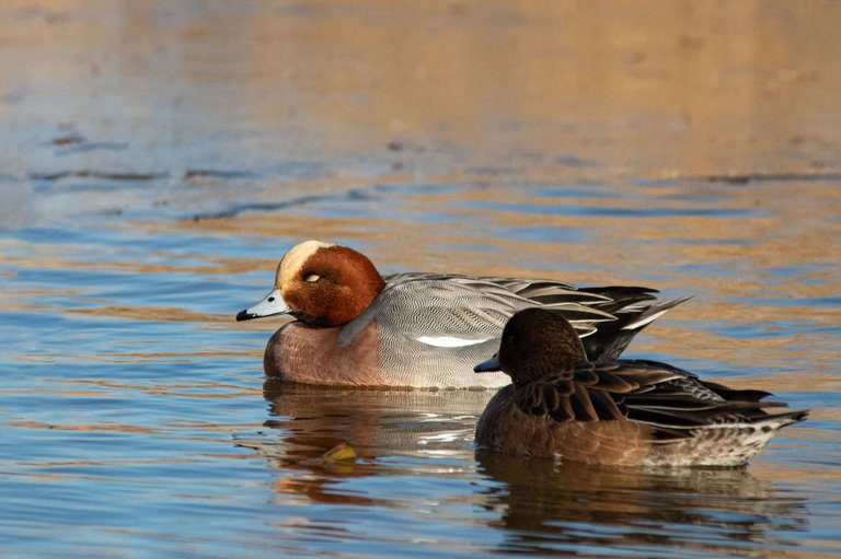 15th January 2024_ Wigeon _Frampton Marsh _03.jpg