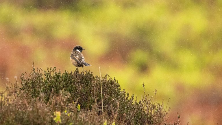 Male Stonechat.jpg