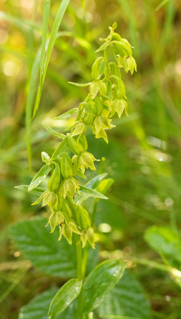 17th July 2023 _Green-flowered Helleborine _Whisby Nature Park _31.jpg