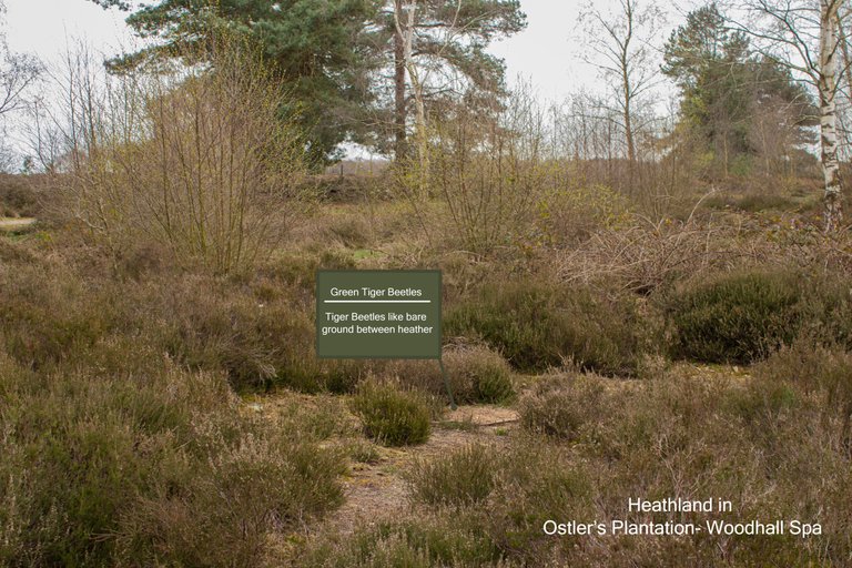 10th April 2022 _Green Tiger Beetle Habitat _Ostlers Plantation _02 -with text.jpg