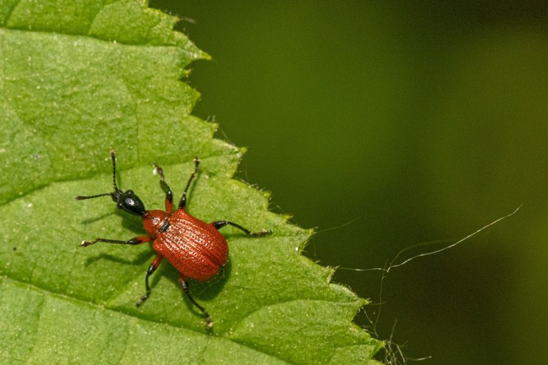 28th May 2023 _Hazel Leaf-roller Weevil  _Chamber farm Woods _03.jpeg