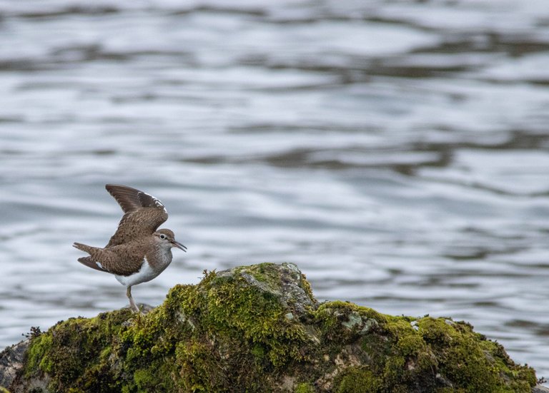 4th May 2024 _ Common Sandpiper _Ennerdale _ 04.jpg