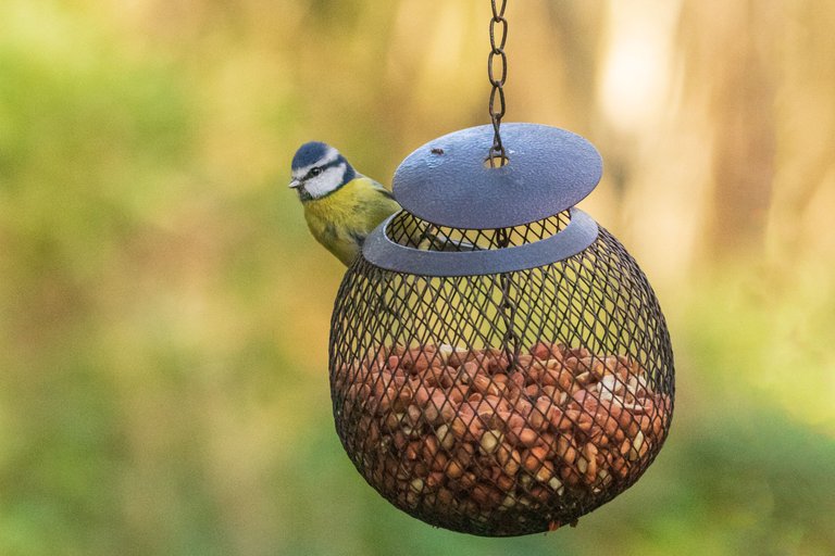 4th November 2022_ Blue Tit_ Watch Tree Nature Reserve_ 01.jpg