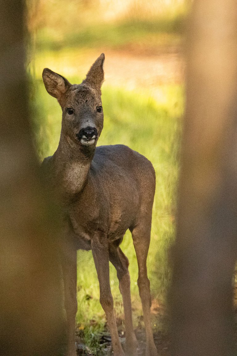 4th November 2022_ Roe Deer_ Watch Tree Nature Reserve_ 01.jpg