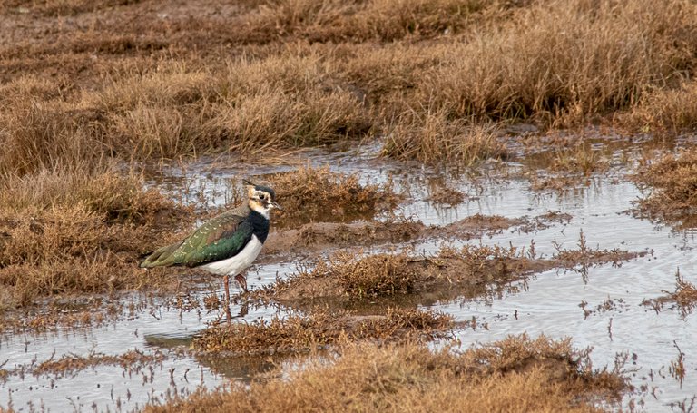 14th October 2020_ Lapwing_ RSPB Frampton Marsh_ 01.jpg