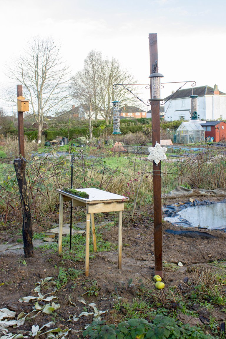 24th December 2020_ Feeding Station_ Allotment.jpg