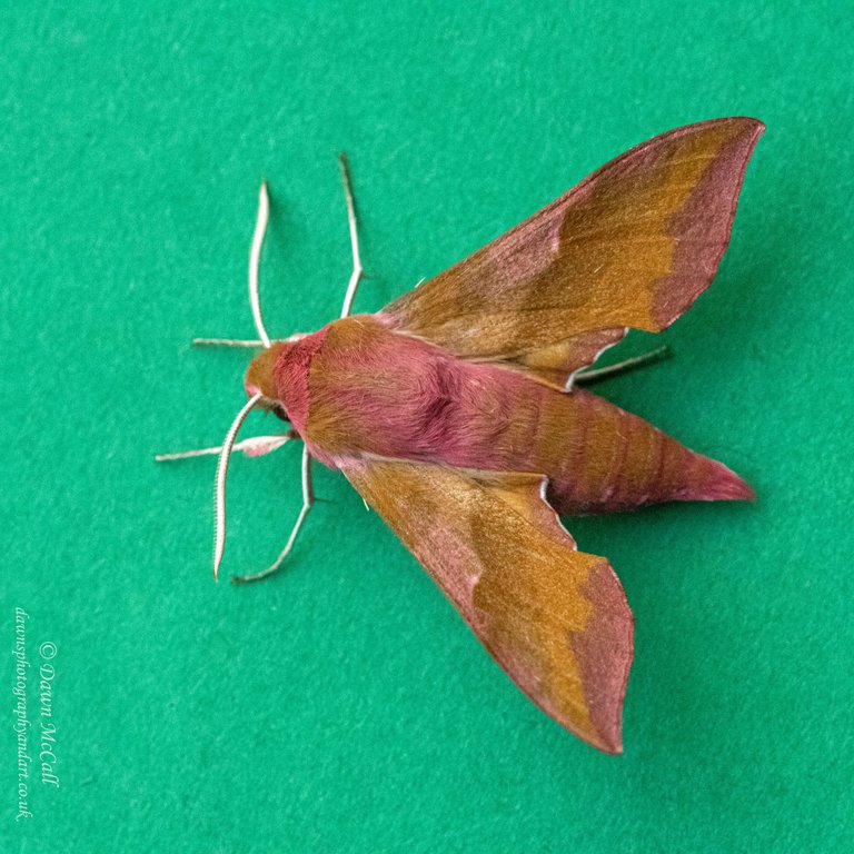 9th June 2021_ Small Elephant Hawk-moth_ Silverdale_ 01_ Watermarked_ Small.jpg