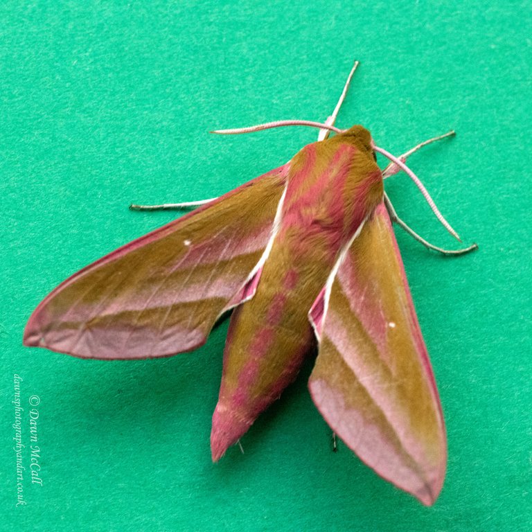 9th June 2021_ Elephant Hawk-moth_ Silverdale_ 01_ Watermarked.jpg