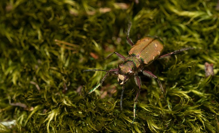 10th April 2022 _Green Tiger Beetle _Ostlers Plantation _02.jpg