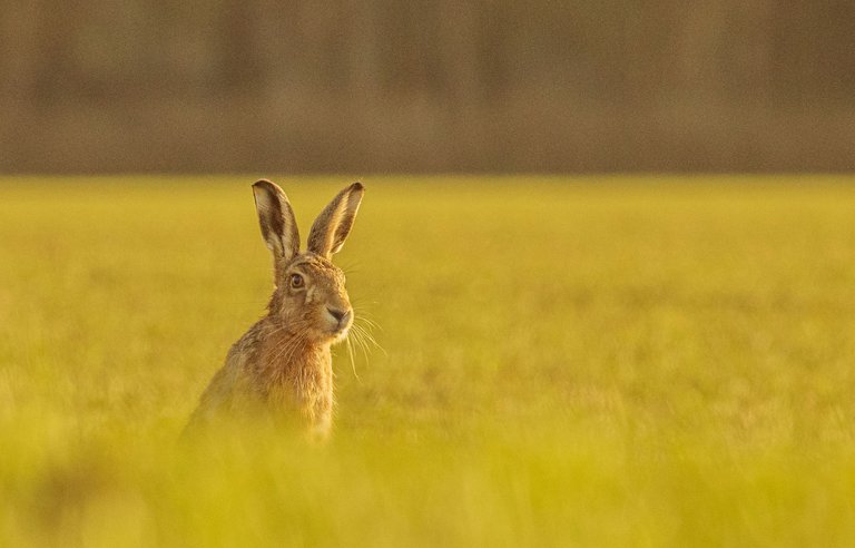 16th March 2021_ Hares in Bracebridge Heath_ 03.jpg