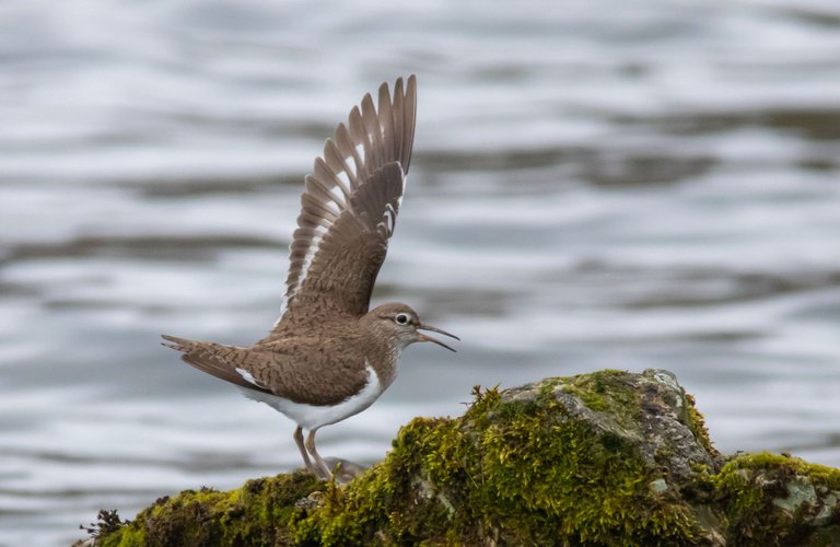 4th May 2024 _ Common Sandpiper _Ennerdale _ 02.jpg