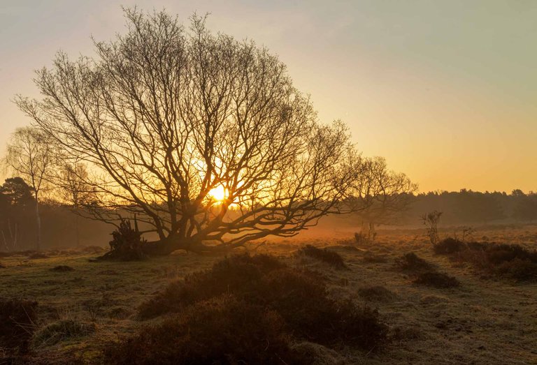 23rd March_ Sunrise Landscape_ Linwood Warren_ 01_1.jpg