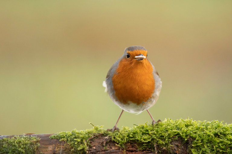 22nd December 2020 _Robin _Allotment _02.jpg