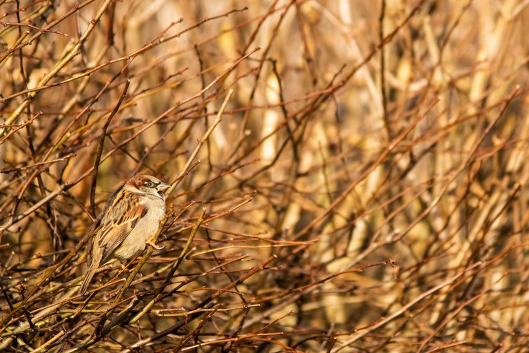 24th December 2020_ House Sparrow_ Allotment.jpg