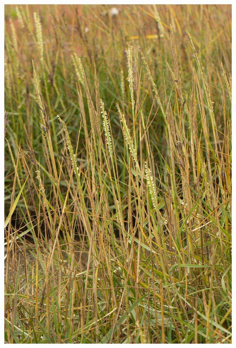 14th October 2020 _Common Cordgrass _RSPB Frampton Marsh _01B.jpg