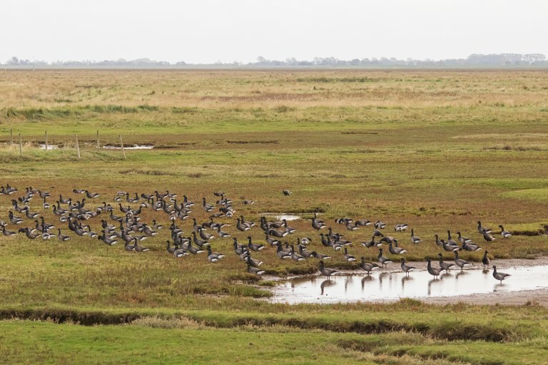 14th October 2020_ Brent Geese_ RSPB Frampton Marsh_ 01.jpg