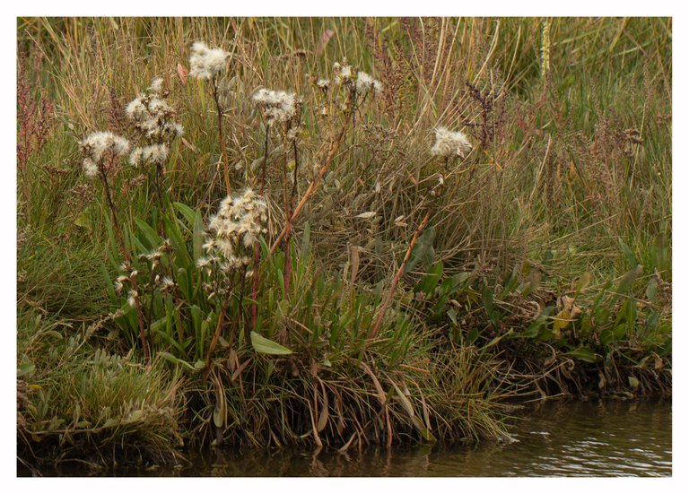 14th October 2020 _Sea Aster _RSPB Frampton Marsh _03B.jpg