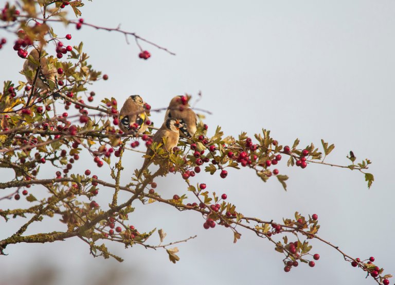 14th October 2020_ Gild Finch on Hawthorn_ RSPB Frampton Marsh_ 01.jpg