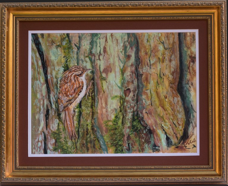 Tree Creeper at Sherwood Forest_ Grey Framed.jpg