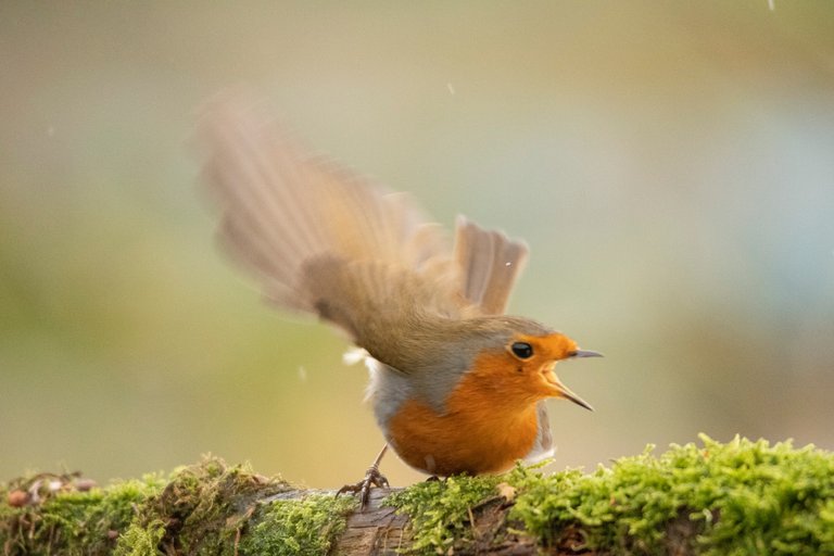 24th December 2020 _Robin _Allotment _03.jpg