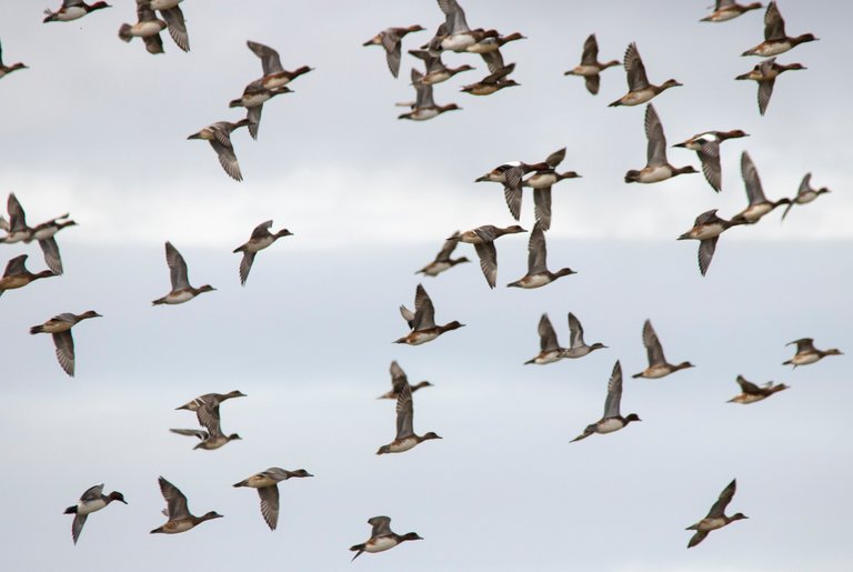 14th October 2020_ Wigeon_ RSPB Frampton Marsh_ 01.jpg