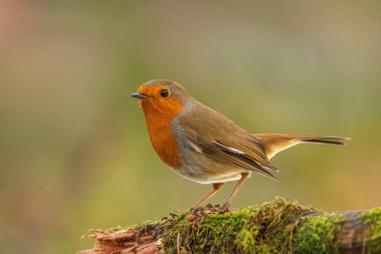 24th December 2020 _Robin _Allotment _02.jpg