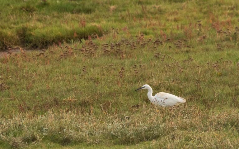 14th October 2020_ Little Egret_ RSPB Frampton Marsh_ 01.jpg