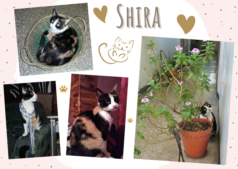 Les presento a Shira.png