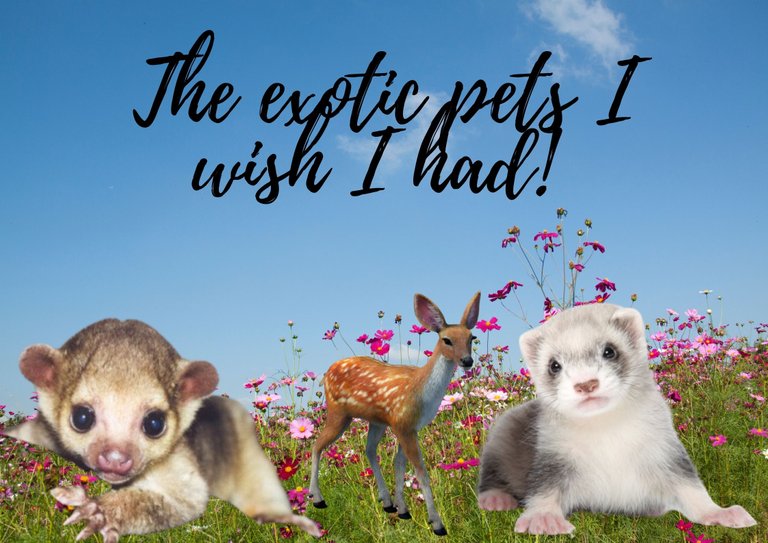 The exotic pets I wish I had!.jpg