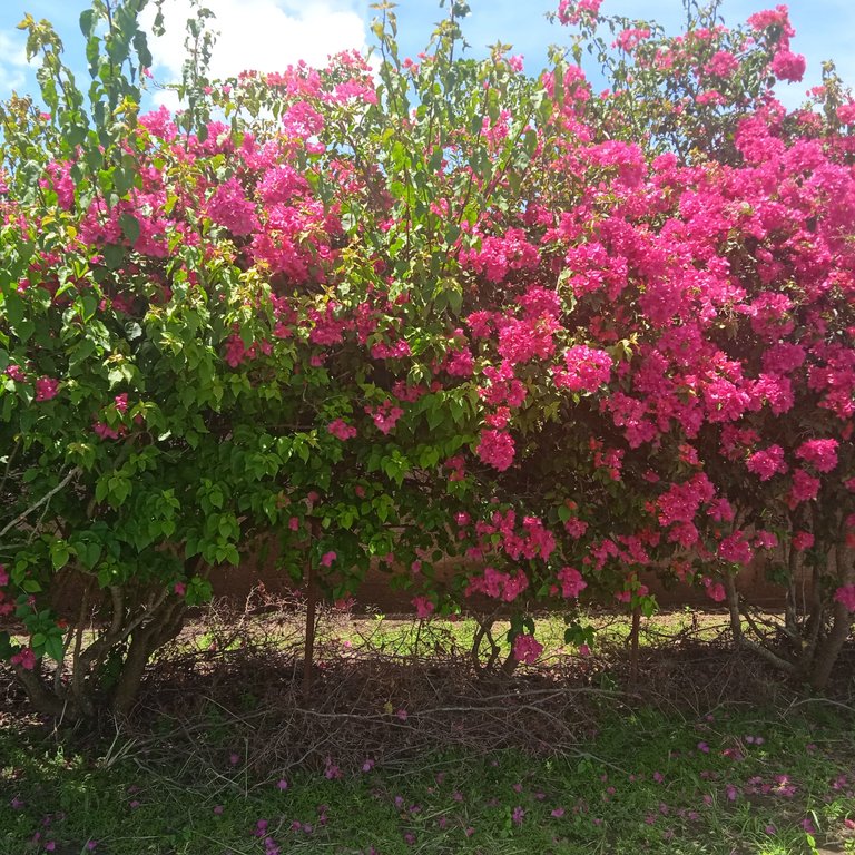 flores.jpg