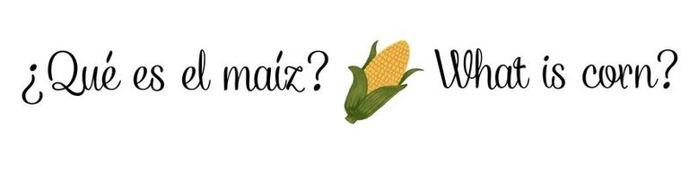 ¿Qué es el maíz.jpg