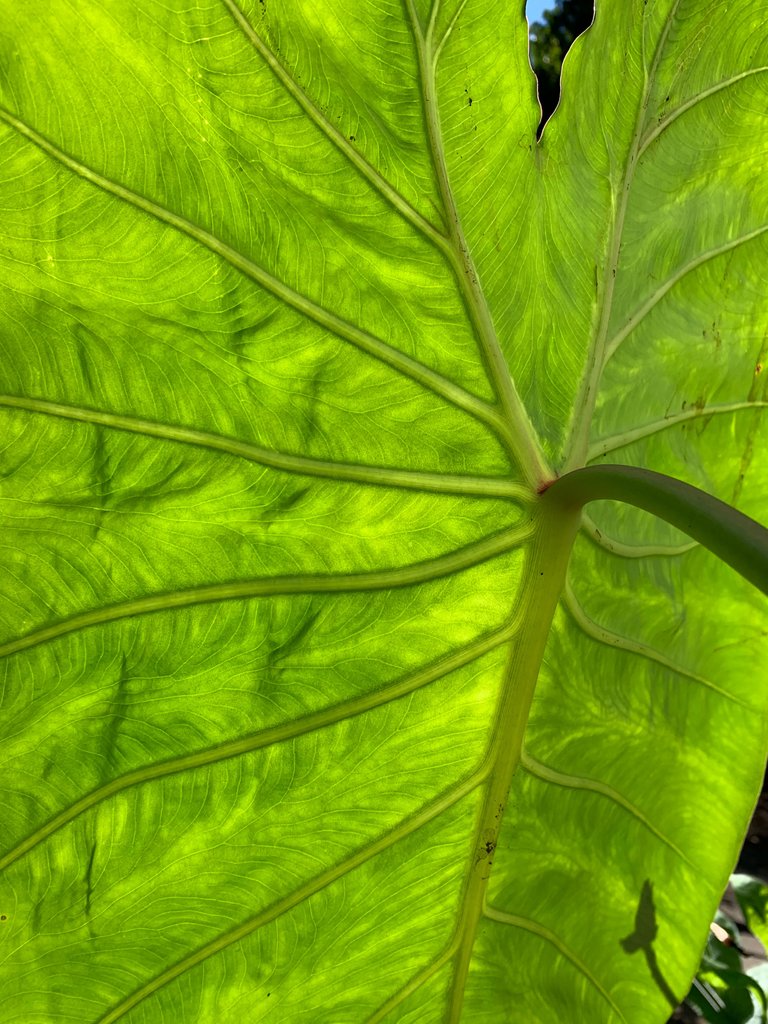 calocasia_leaf_vert.jpg