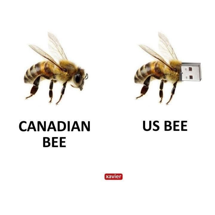 US Bee.jpg