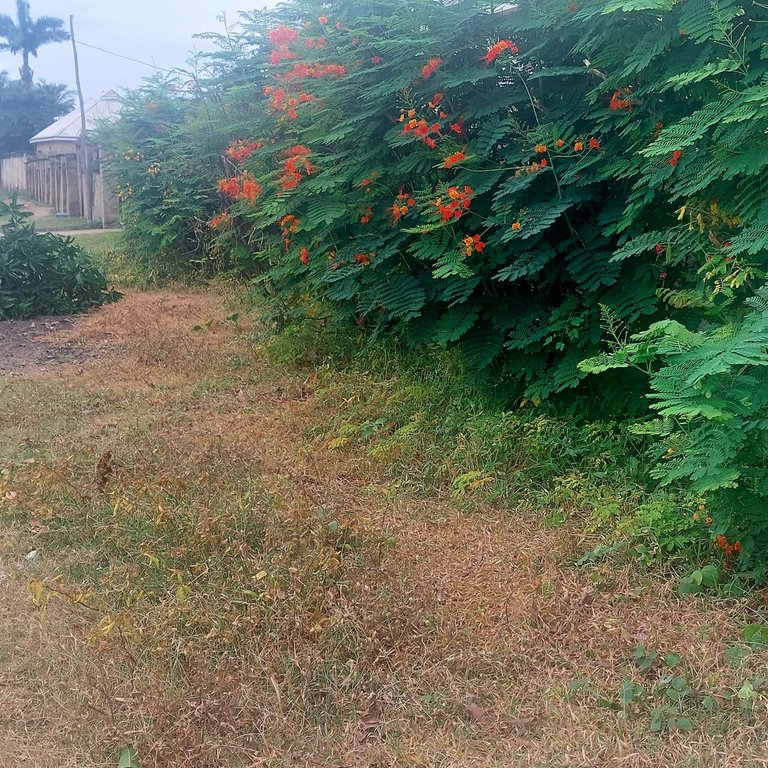 1000165704.jpg