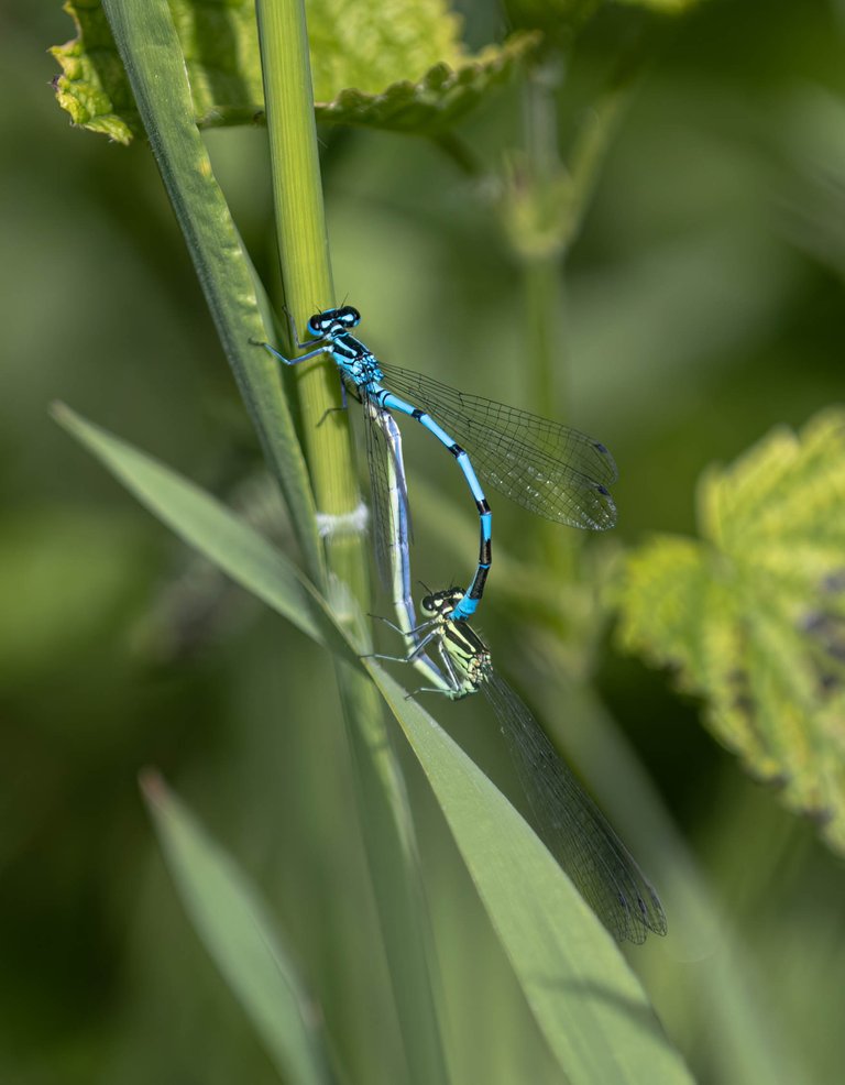 Libelle_002_030622.jpg