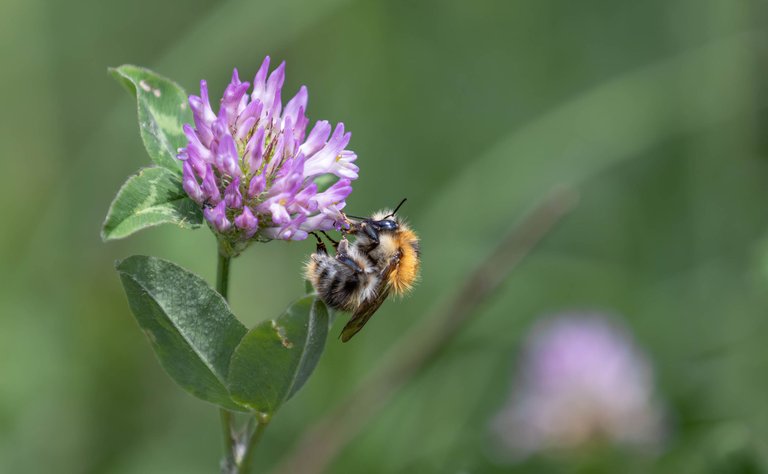 Hummel_001_250522.jpg