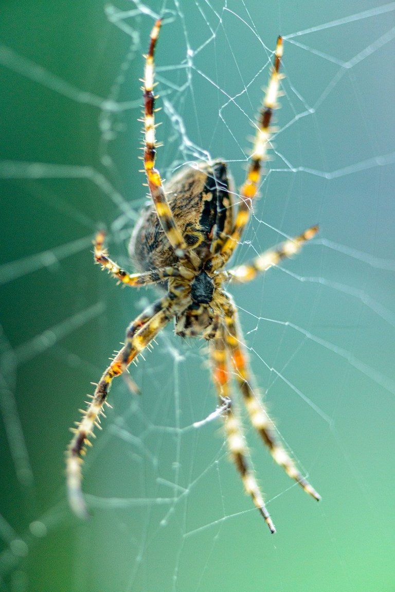 spider-7881345_1280.jpg