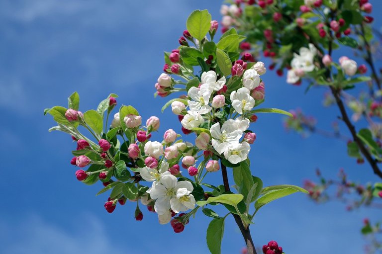 apple-blossom-173566_1280.jpg