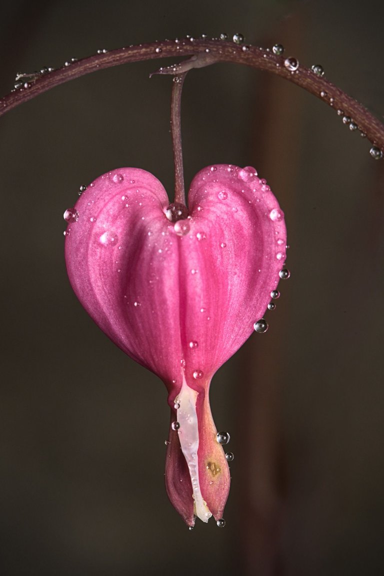 bleeding-heart-g89eec007a_1920.jpg