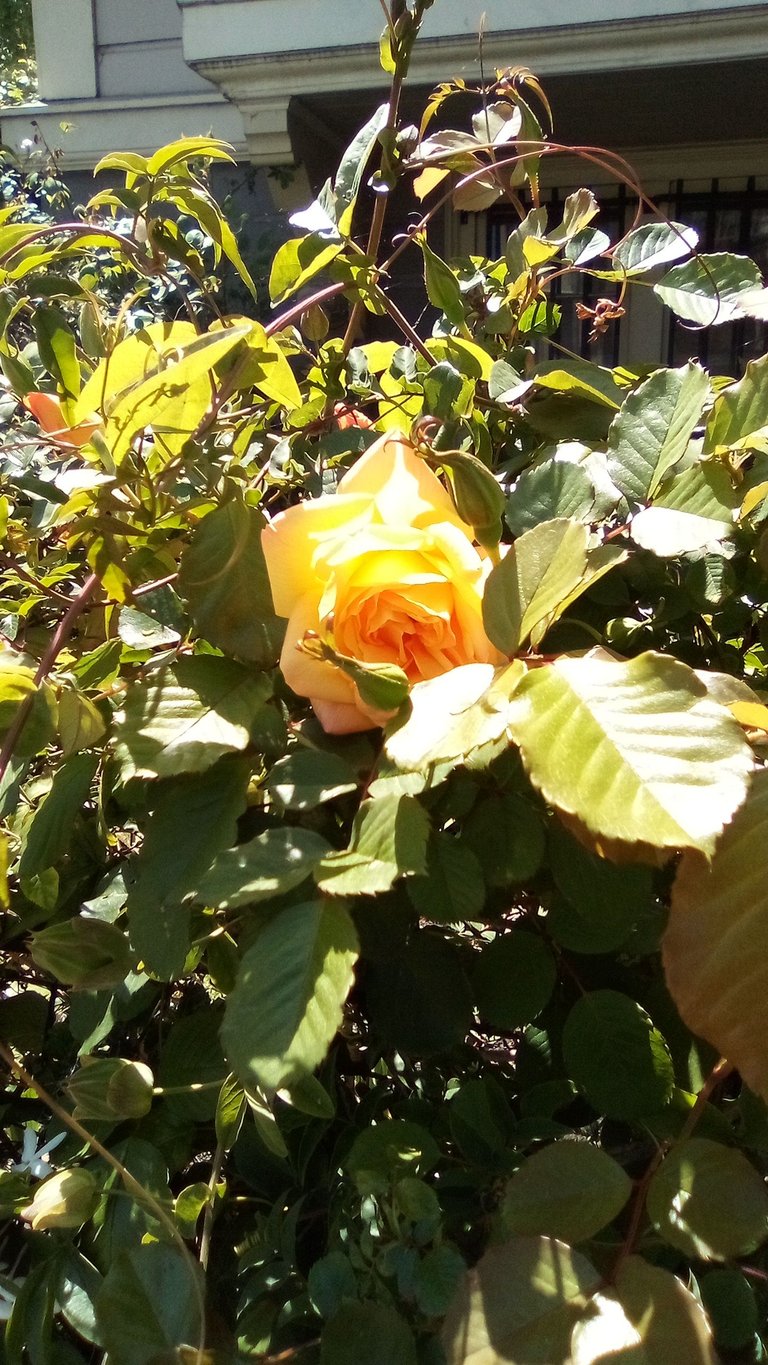IMG_20250430_141726.jpg