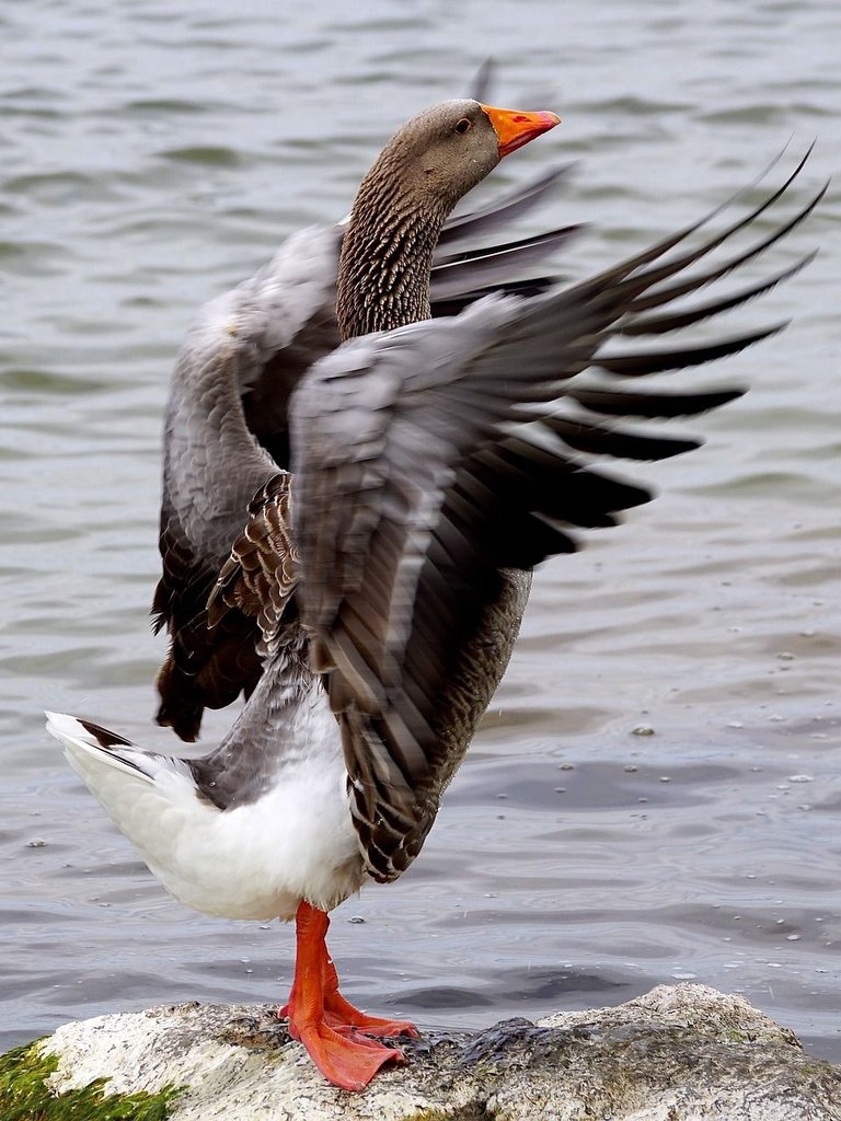 wild-goose-2260866_1280.jpg