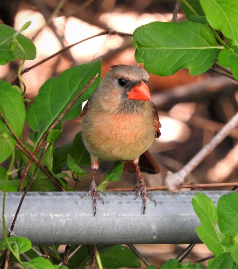 showmeaphotobirdandfence5-10-2021-6ok.jpg