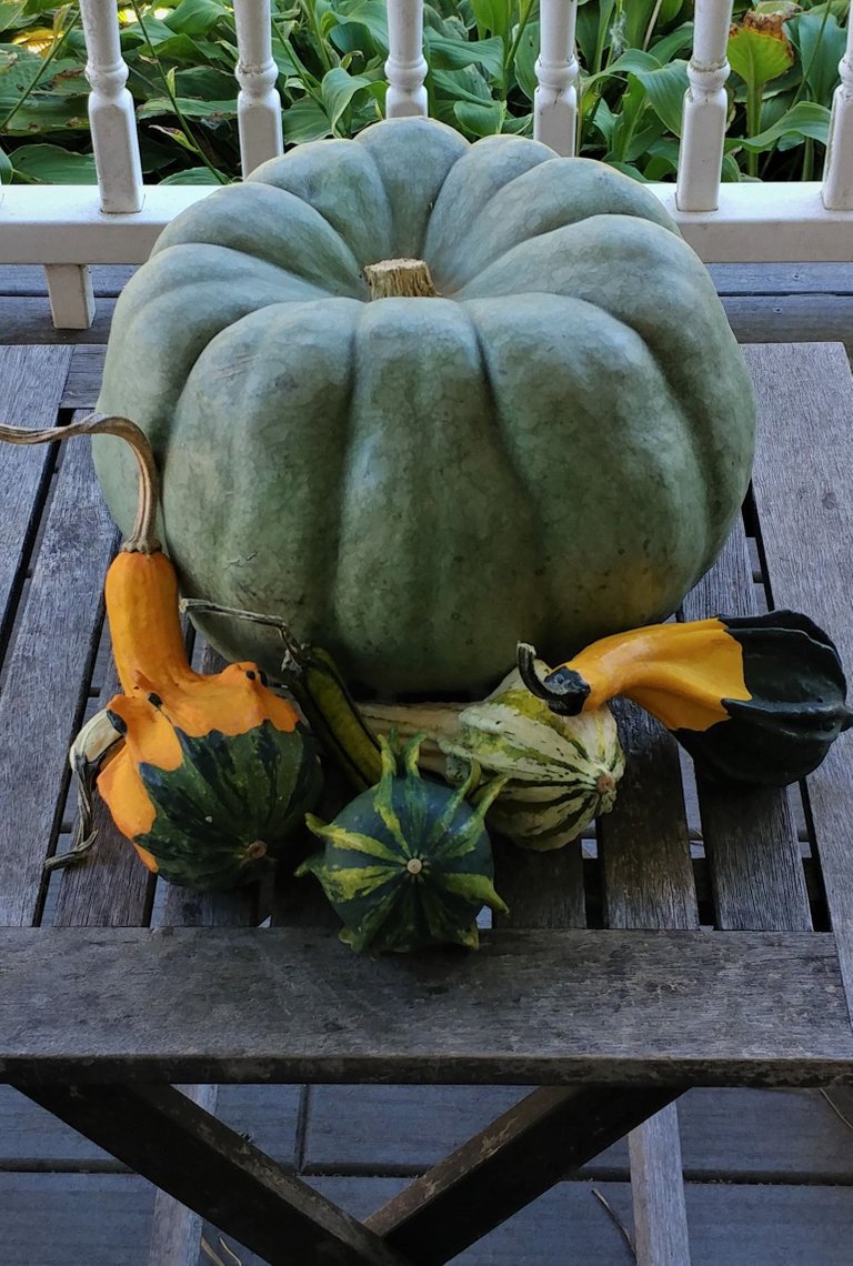 seasonhuntpumpkins10-26-2021-11ok.jpg