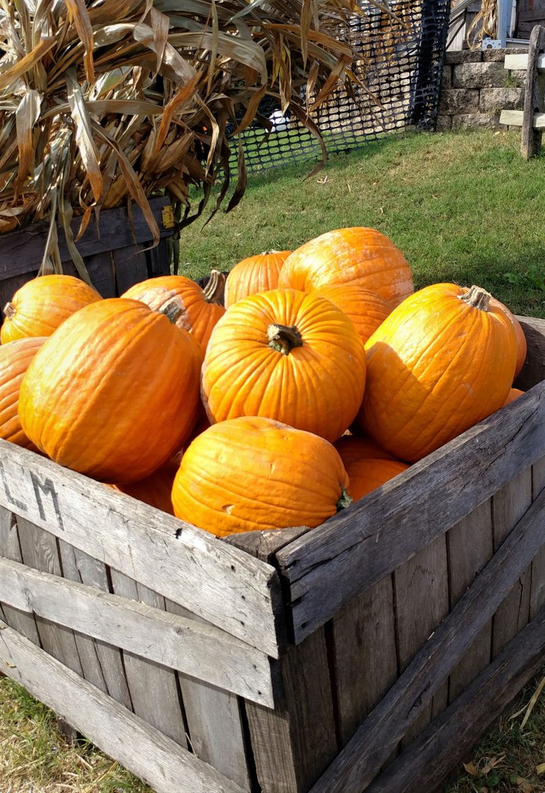 seasonhuntpumpkins10-26-2021-5ok.jpg