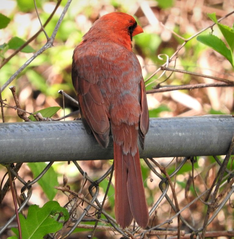 showmeaphotobirdandfence5-10-2021-3ok.jpg