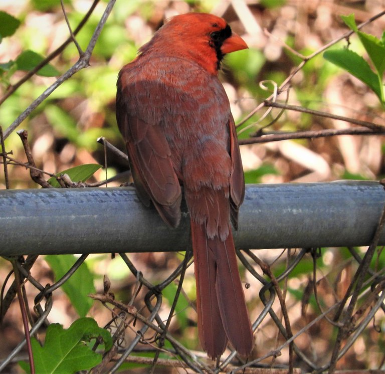 showmeaphotobirdandfence5-10-2021-2ok.jpg