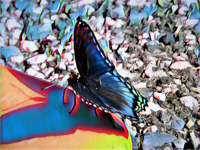butterflyshadow72120203bok.jpg