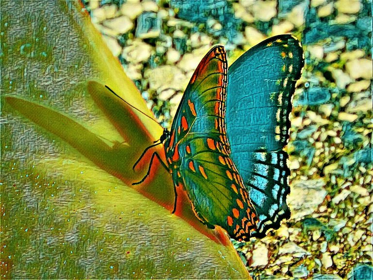 butterflyshadow72120205bok.jpg